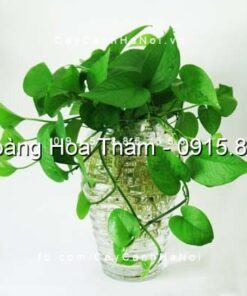 Cây Vạn Niên Thanh thủy canh