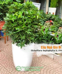 Cây ngũ gia bì trồng chậu đẹp trang trí nội thất