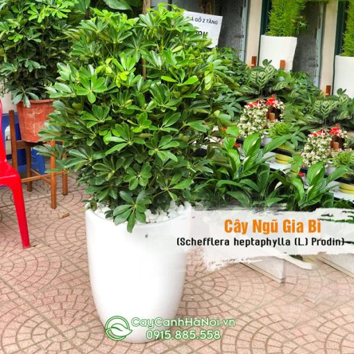 Cây ngũ gia bì trồng chậu đẹp trang trí nội thất