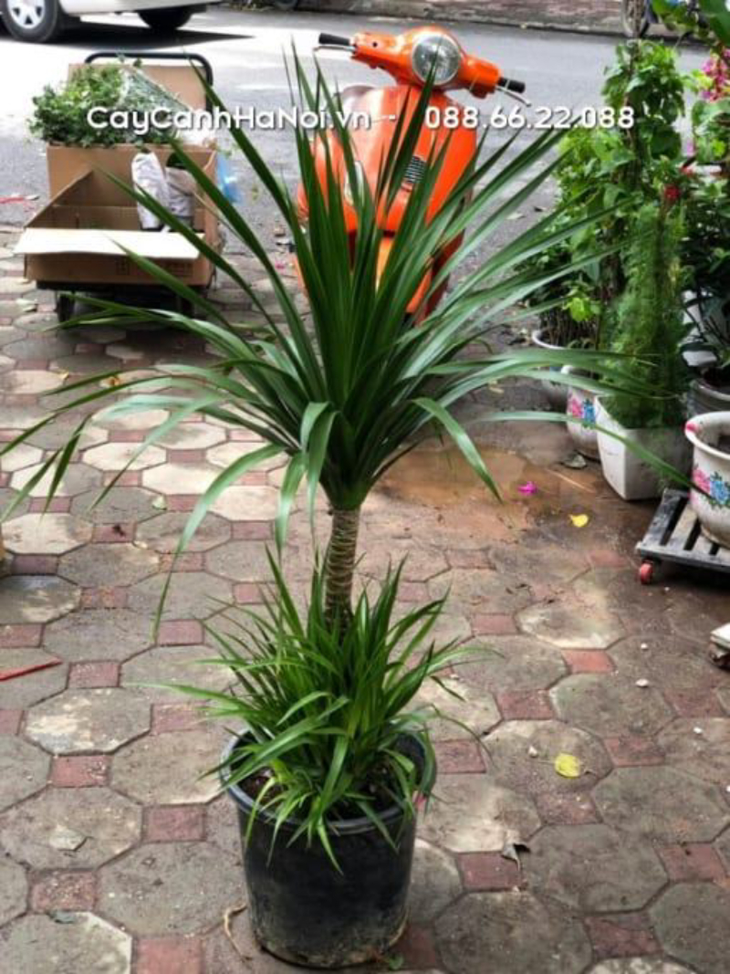 Cây phát tài núi có khả năng chịu sáng gián tiếp và hạn tốt,