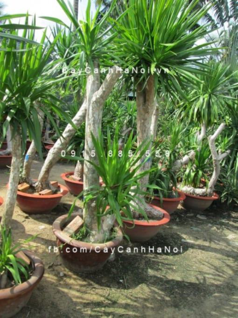 Cây đại lộc có thể tạo thế bonsai, uốn theo dáng thác đổ hoặc trực huyền