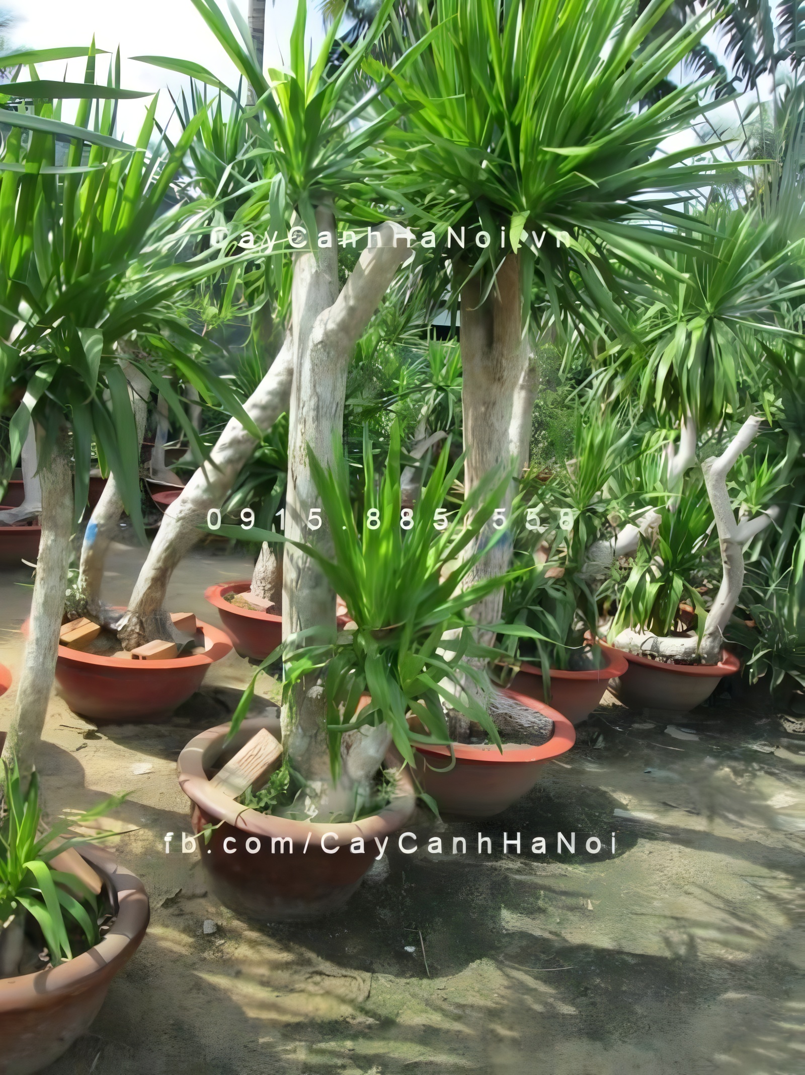 Cây đại lộc có thể tạo thế bonsai, uốn theo dáng thác đổ hoặc trực huyền