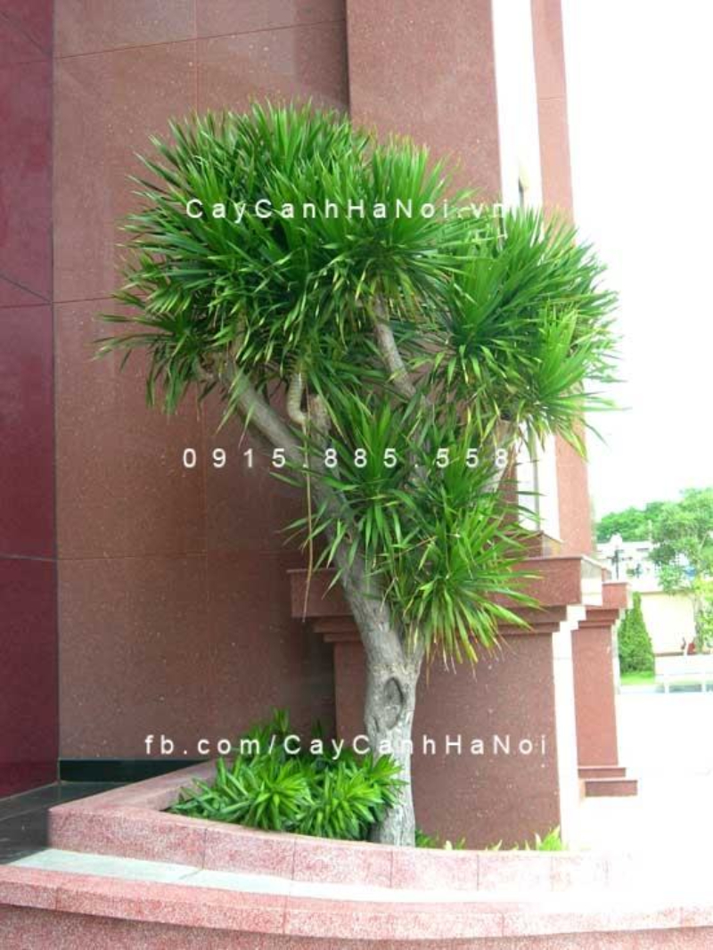 Quy trình trồng cây phát tài núi đúng kỹ thuật sẽ giúp cây đại lộc bén rễ nhanh, phát triển khỏe