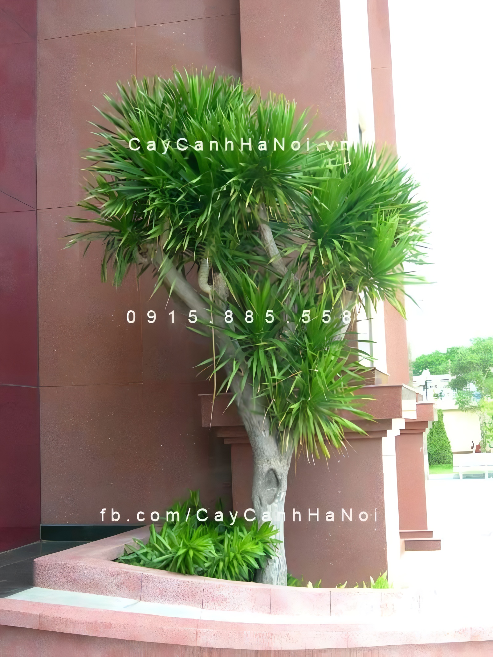 Phát tài núi là cây phong thủy được ưa chuộng