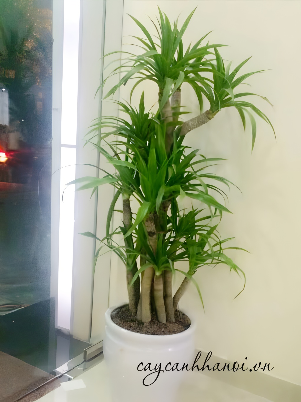Quy trình trồng cây phát tài núi đúng kỹ thuật sẽ giúp cây đại lộc bén rễ nhanh, phát triển khỏe