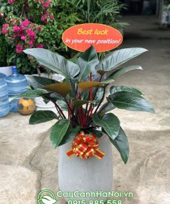 Cây trầu bà đế vương tặng khai trương