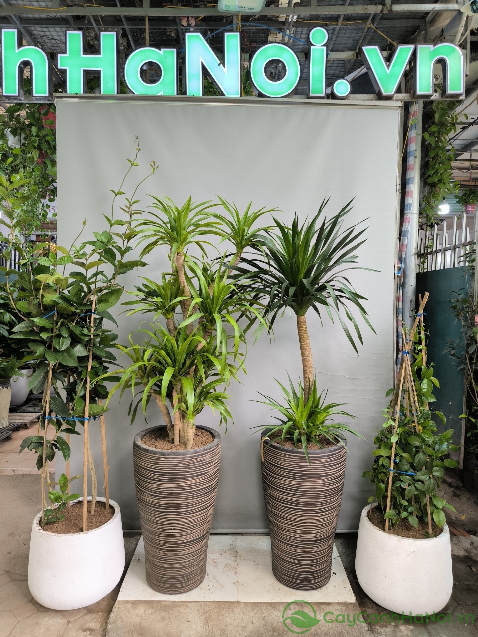 Quy trình trồng cây phát tài núi đúng kỹ thuật sẽ giúp cây đại lộc bén rễ nhanh, phát triển khỏe