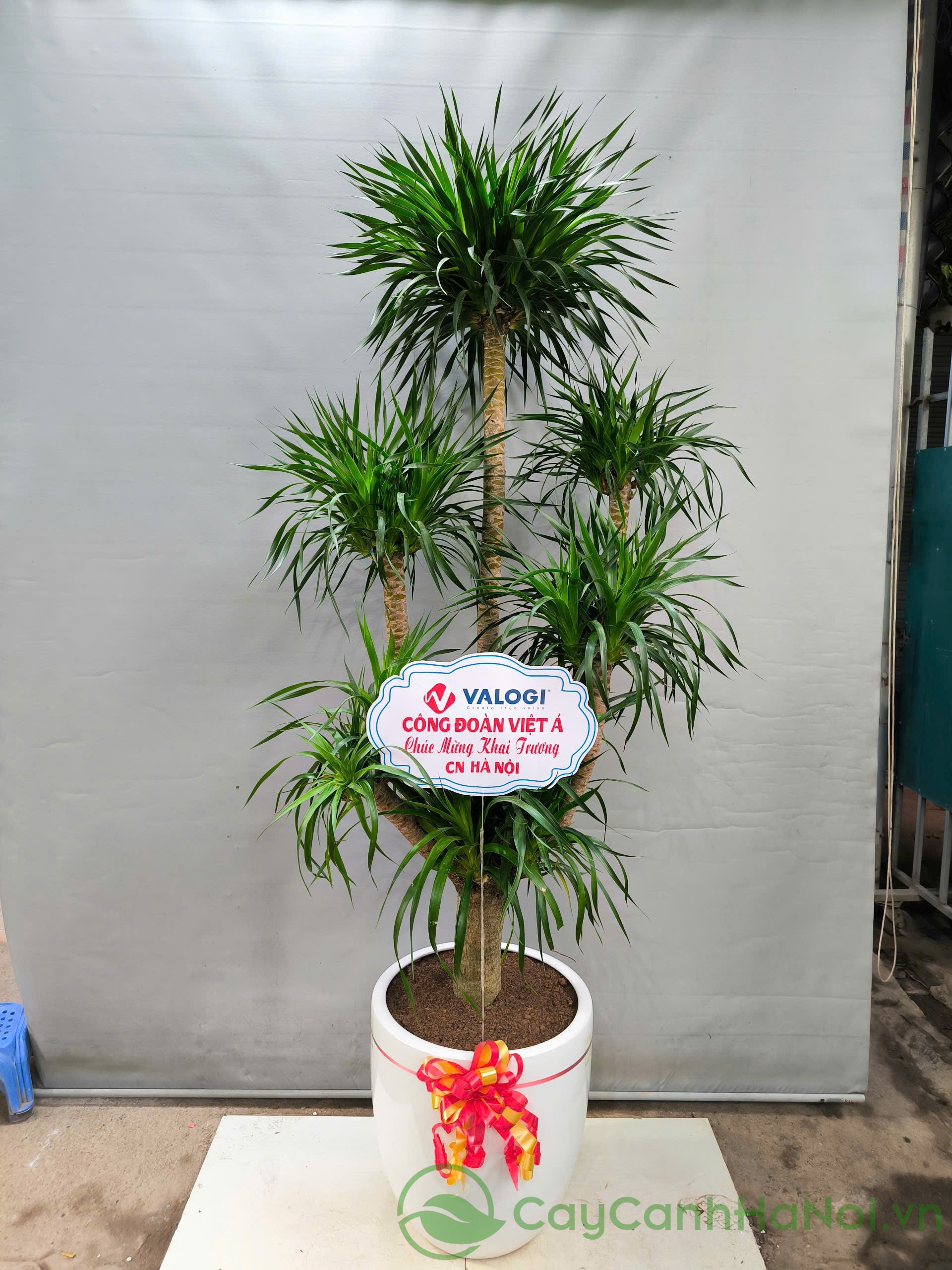 Cây đại lộc có thể tạo thế bonsai, uốn theo dáng thác đổ hoặc trực huyền