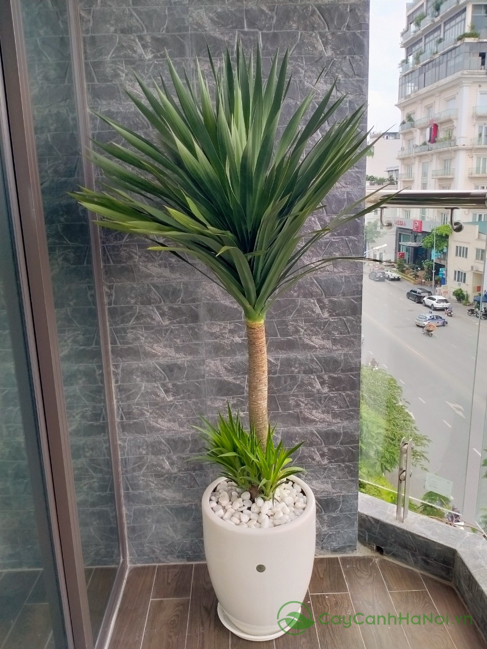 Cây phát tài núi có khả năng chịu sáng gián tiếp và hạn tốt,