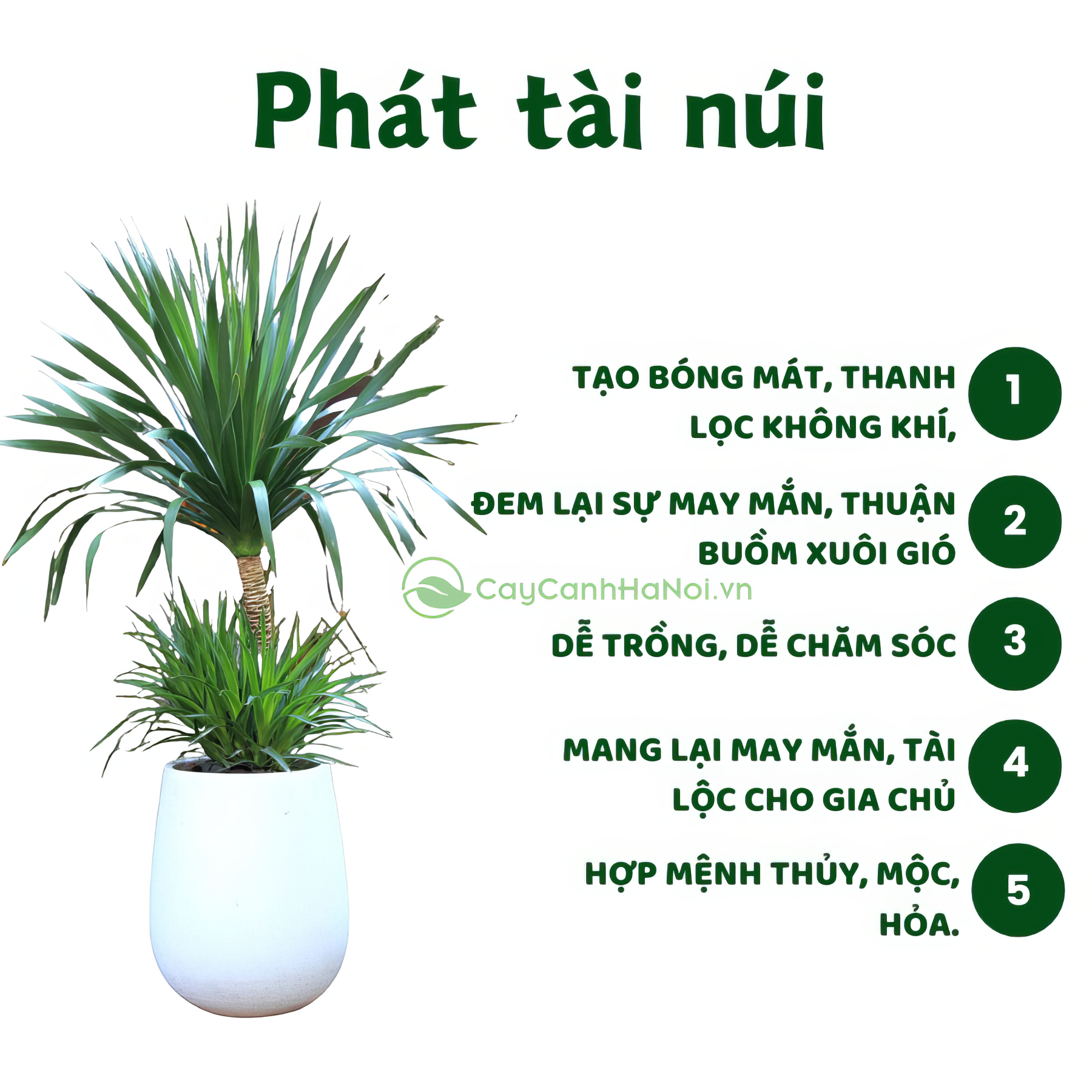 Phát tài núi là cây phong thủy được ưa chuộng