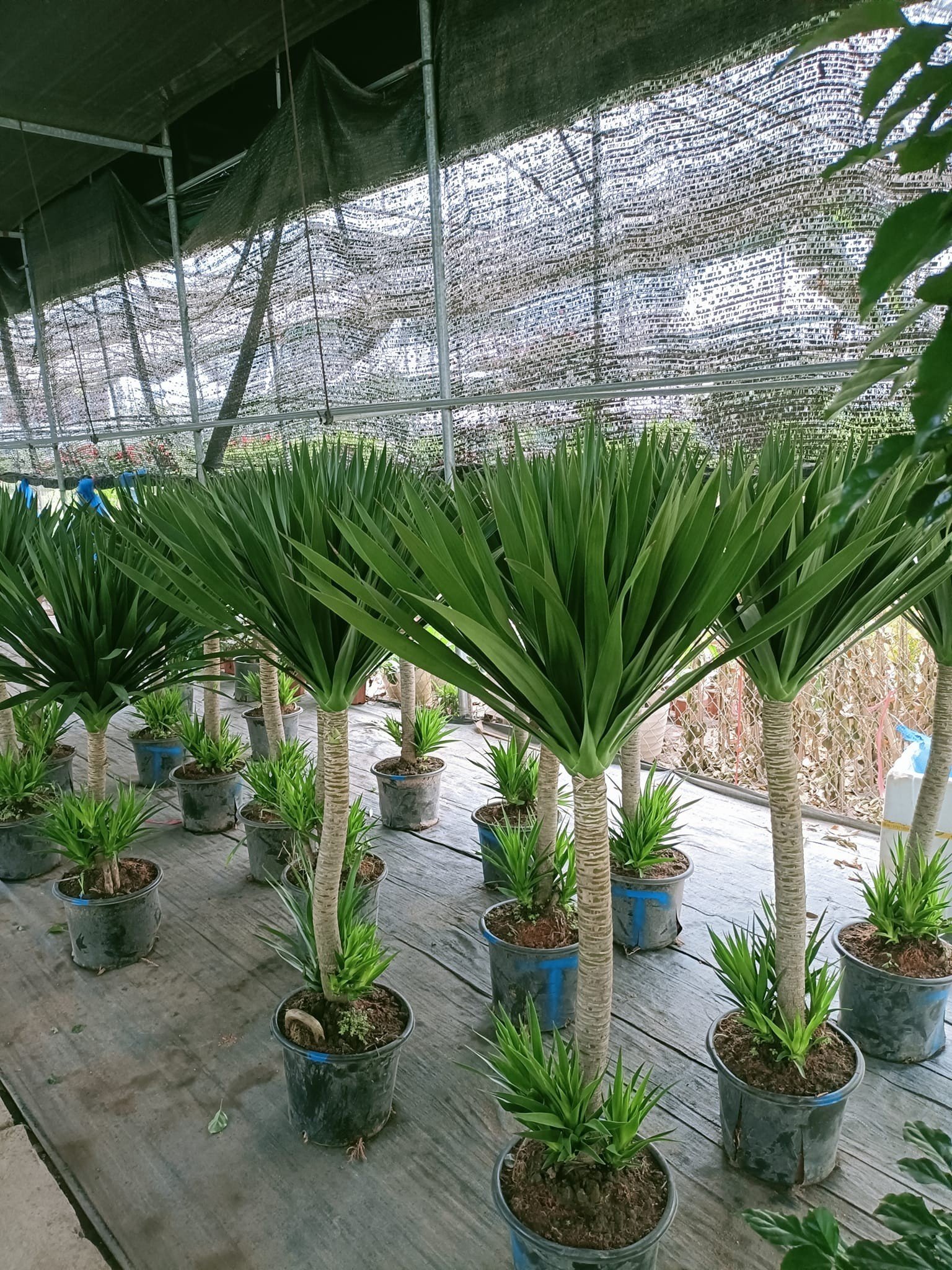 Có thể tỉa chồi phụ để giúp cây phát tài núi phát triển thân chính mạnh mẽ
