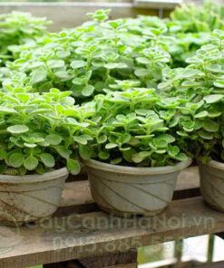 cây sen thơm tên khoa học Plectranthus 'Cerveza'n Lime'