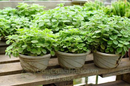 cây sen thơm tên khoa học Plectranthus 'Cerveza'n Lime'