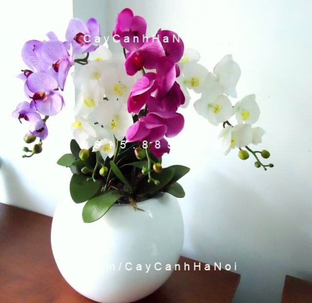 Đặt hoa lan hồ điệp trong phòng làm việc giúp kích hoạt năng lượng tích cực