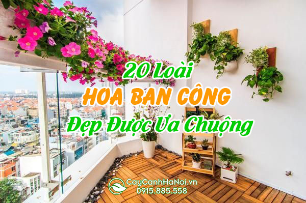 Các loại hoa ban công được ưa chuộng nhất