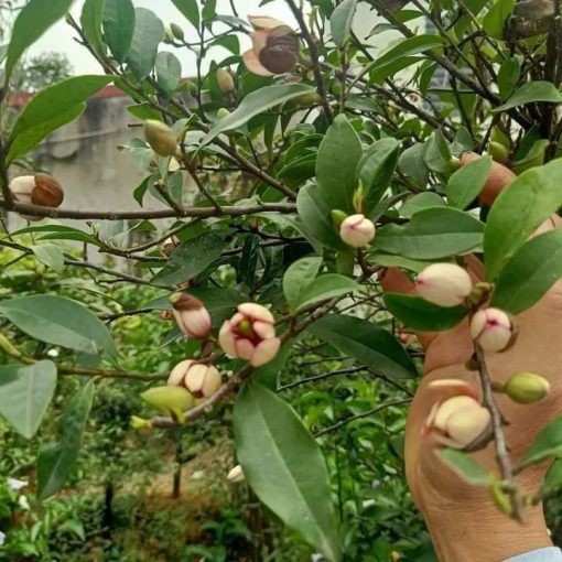 cây hoa lan Tiêu