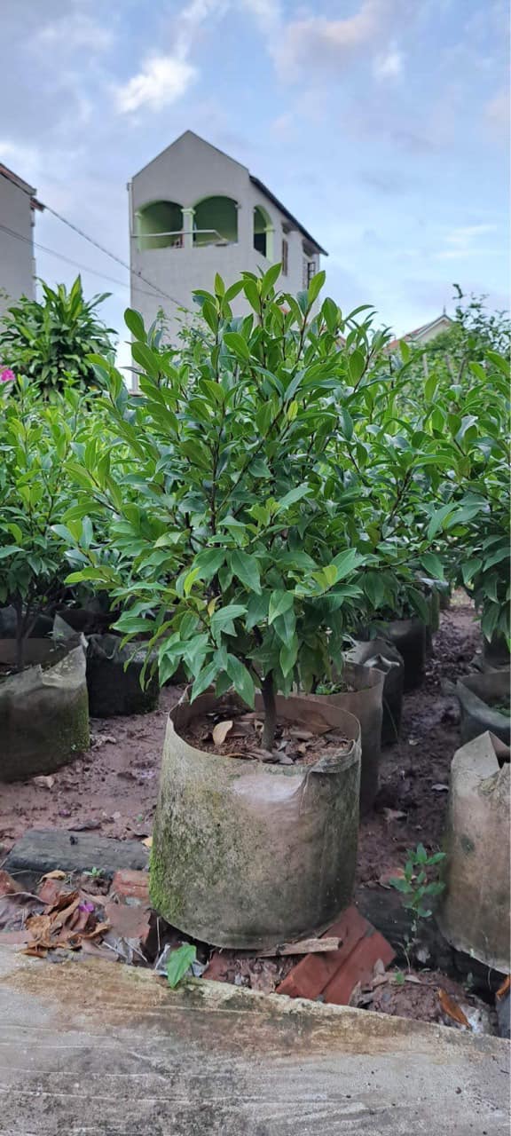 Cây hoa lan tiêu có tên tiếng anh là Banana Shrub