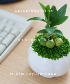 Cây cho người Tuổi Tuất