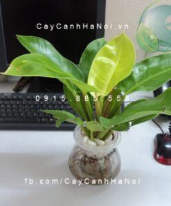 Cây đại đế để bàn