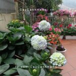 Chăm sóc cây cẩm tú cầu trồng sân vườn