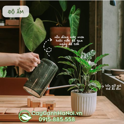 Cách trồng và chăm sóc cây Calathea