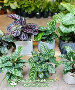 Cây đuôi công có tên tiếng anh là Calathea