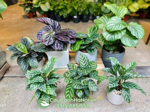 Cây đuôi công có tên tiếng anh là Calathea