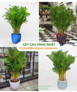 Cây cau vàng Nhật