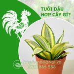 Cây Cho Người Tuổi Dậu