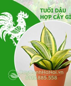 Cây dành cho người tuổi Dậu thường có màu vàng, cam, trắng