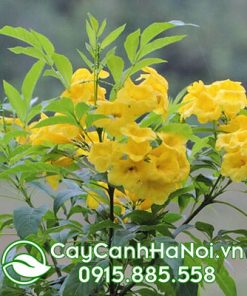 Cây hoa sắc vàng thích hợp cho người tuổi Dậu