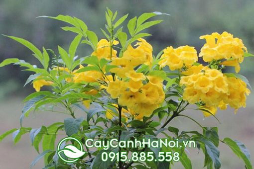 Cây hoa sắc vàng thích hợp cho người tuổi Dậu