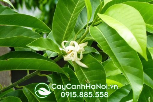 Cây hoa ngọc lan cho người tuổi Dậu