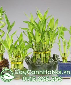 Cây Kim Ngư Thảo mang vận may cho người Tuổi Mão