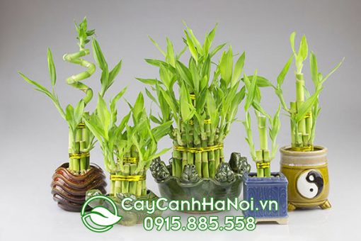 Cây Kim Ngư Thảo mang vận may cho người Tuổi Mão