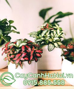 Cây Cẩm Nhung xanh cho người Tuổi Mão