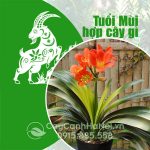 Cây Cho Người Tuổi Mùi