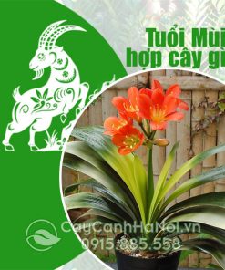 Cây cho người tuổi Mùi