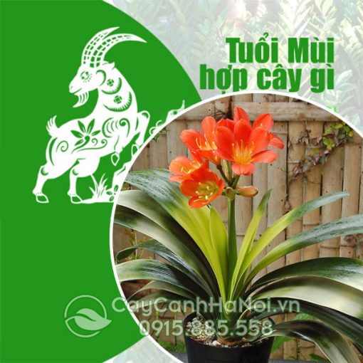 Cây cho người tuổi Mùi