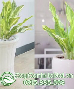 Cây lan tuyết vừa khỏe khoắn lại nữ tính nên rất thích hợp cho người tuổi Mùi