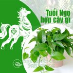 Cây Cho Người Tuổi Ngọ