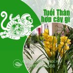 Cây Cho Người Tuổi Thân