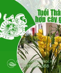 Cây cảnh cho người tuổi Thân