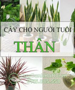 Cây nào hợp với người tuổi thân mang đến tài lộc