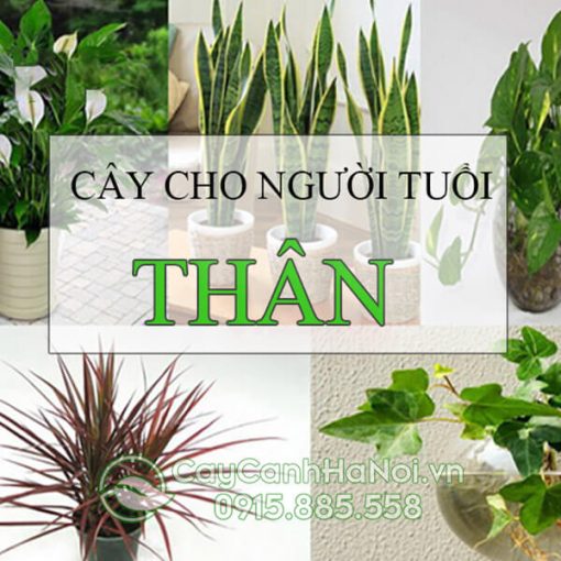 Cây nào hợp với người tuổi thân mang đến tài lộc