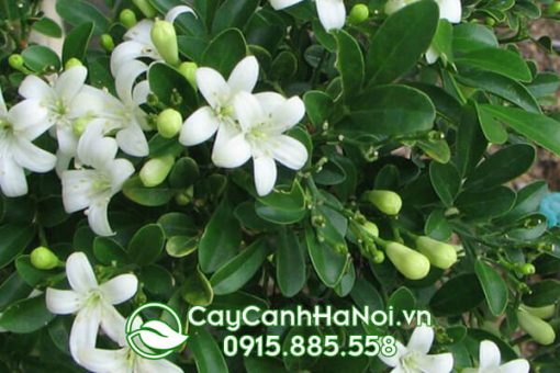 Cây Nguyệt Quế thích hợp làm cây cảnh cho người tuổi Thân