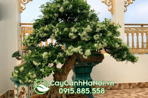 Cây nguyệt quế mang vẻ đẹp hoang sơ, quyến rũ lòng người