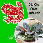 Cây Cho Người Tuổi Thìn