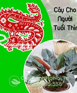 Cây cho người Tuổi Thìn