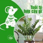 Cây Cho Người Tuổi Tý